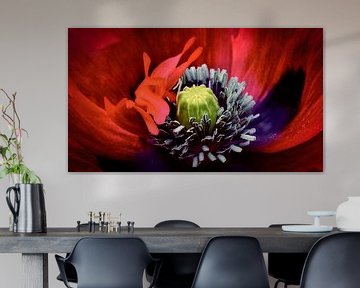 Mohn-Marienkäfer von Sara in t Veld Fotografie