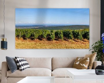 Landscape with vineyards on green hills in France, Europe