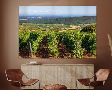 Landschap met wijnvelden op glooiende groene heuvels in Frankrijk, Europa van WorldWidePhotoWeb