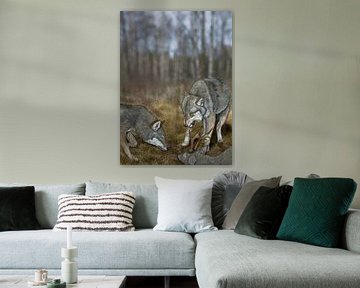 De Wolv, Canis lupus lupus, met prooi van Urft Valley Art