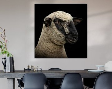 Schaap