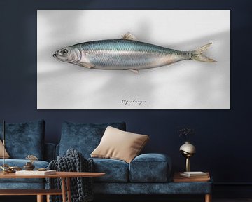 Atlantic herring, Clupea harengus by Urft Valley Art