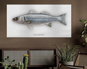 Loup de mer, Dicentrarchus labrax sur Urft Valley Art