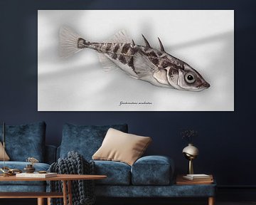 Three-spined stickleback, Gasterosteus aculeatus by Urft Valley Art