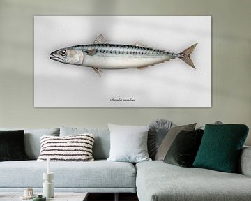 Mackerel, Scomber scombrus by Urft Valley Art