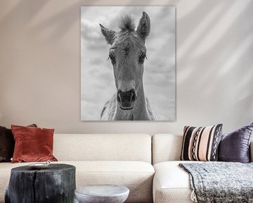 Konik foal in black and white by Ans Bastiaanssen