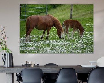 Paard en Veulen van FotoGraaG Hanneke