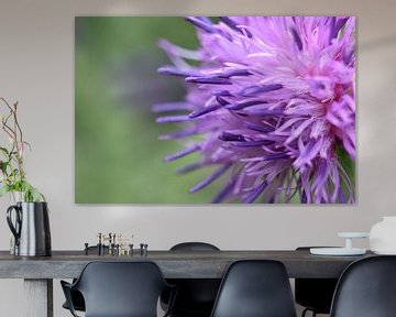 Distel bloem van Shutterbalance