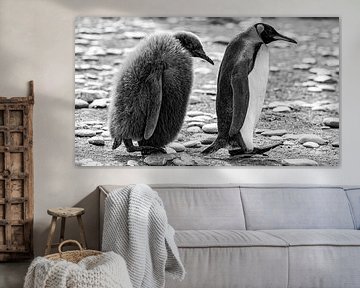 Pingouins amis pour toujours sur Truckpowerr