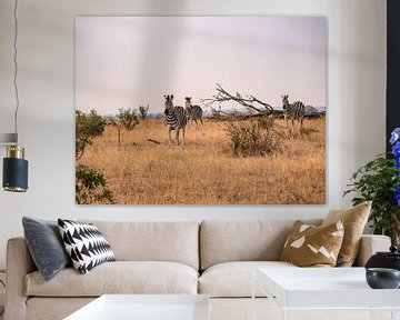 Zeebra op de savanne van Photo By Nelis