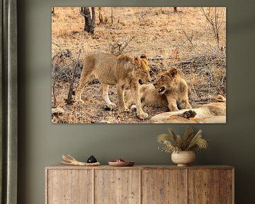 Leeuwen op de savanne van Photo By Nelis
