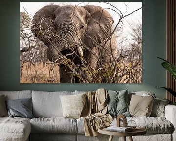 Elephant on the savannah by Photo By Nelis