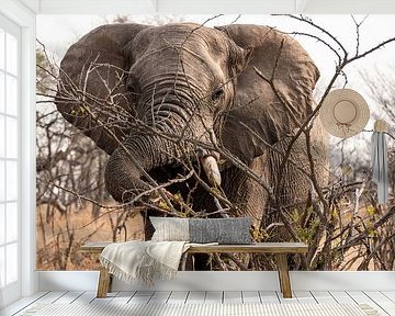 Elephant on the savannah by Photo By Nelis