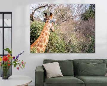 Giraffen van Photo By Nelis