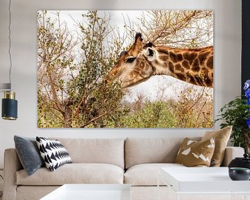 Giraf aan het eten van Photo By Nelis