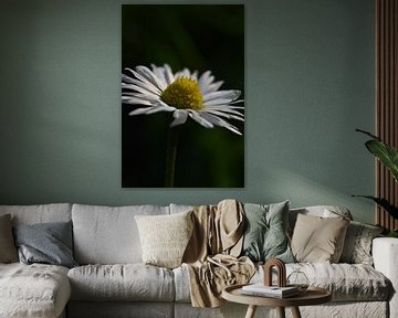 Daisy sur Shutterbalance