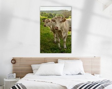 Französische Kühe aus der Region Bourgogne in Frankreich von Joost Adriaanse