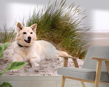 Husky hond op vakantie en liggend in de duinen aan het strand van Ameland. van Ans van Heck