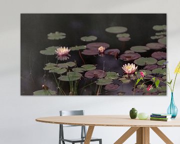 Pond with water lilies (3) by Mayra Fotografie