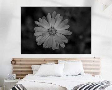 Fleur en photographie noir et blanc