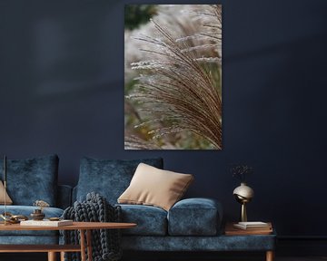 Close up of flowering reed by Audrey Nijhof