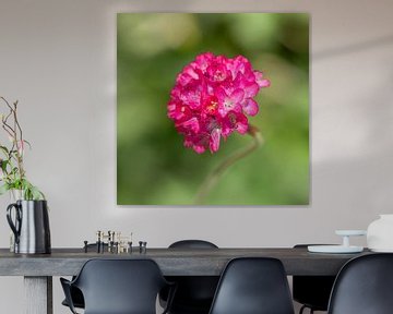 Pink flower (English grass) just after a rainstorm by Dafne Vos