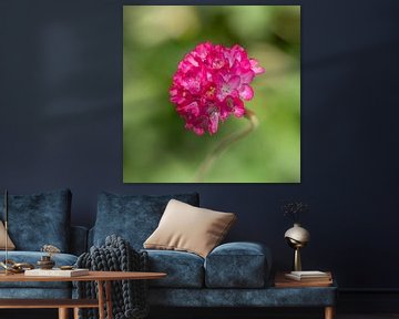 Rosa Blume (Englisches Gras) kurz nach einem Regenschauer von Dafne Vos