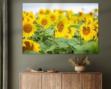 Blooming sunflowers by Annemarie Goudswaard