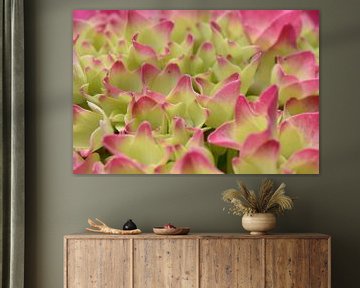 Roze hortensia van Shutterbalance