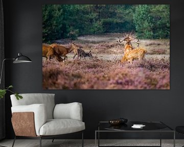 Belling red deer on the Veluwe by Annemarie Goudswaard