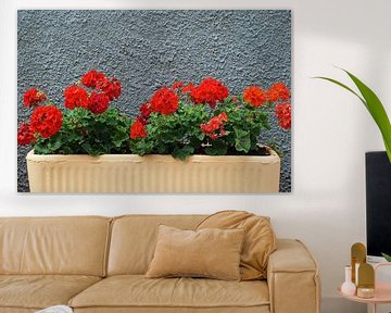 Flowerbox with scarlet geraniums for a gray, rough plastered wall. by Gert van Santen