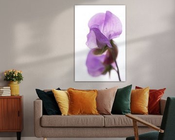 Lathyrus/Sweet pea by Siska Heus