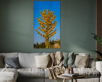 Arbre à fleurs jaunes pendant le coucher du soleil à Bansko, Bulgarie