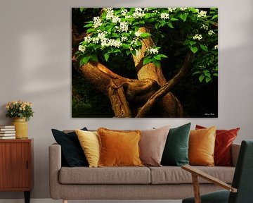 Voordat de dag ontwaakt