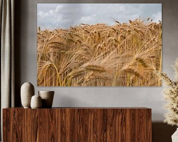 Grainfield by Tuur Wouters