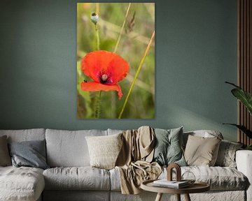 Mohn mit Fliege