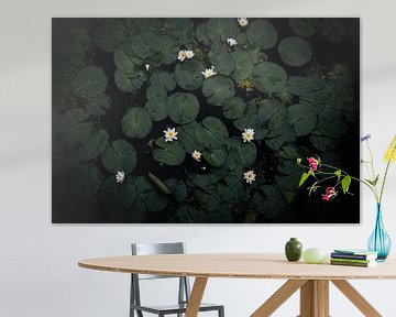 water lilies by Monique de Koning