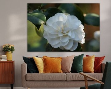 Witte camellia van Giel Ketting