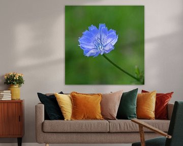 Wild chicory by Rini Braber