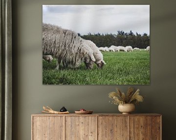 Schafe auf der Heidelandschaft von Photos by Francis