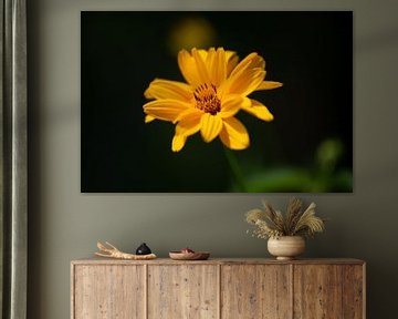 Sunflower in the morning light by Annemarie Goudswaard