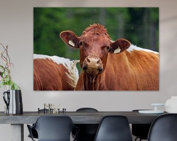 une vache brune sur une prairie alpine regarde l'appareil photo sur chamois huntress