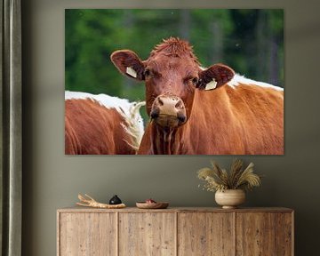 een bruine koe op een alpenweide kijkt in de camera van chamois huntress
