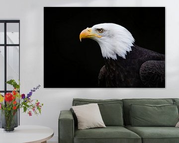 Portrait of a sea eagle
