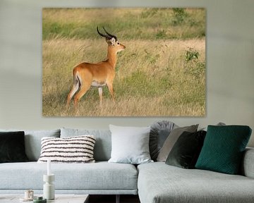 Uganda grass antelope (Kobus thomasi) by Alexander Ludwig