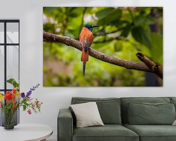bee-eater