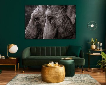 aziatische olifant van Joey Van Hengel