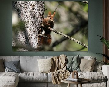 an orange squirrel in the forest looks down from a spruce tree by chamois huntress