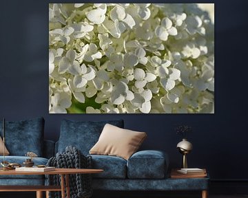 Weiße Hortensie
