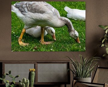 Young white geese on a grass meadow von Gerwin Schadl